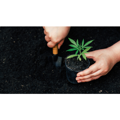 Dünger für Cannabispflanzen - 