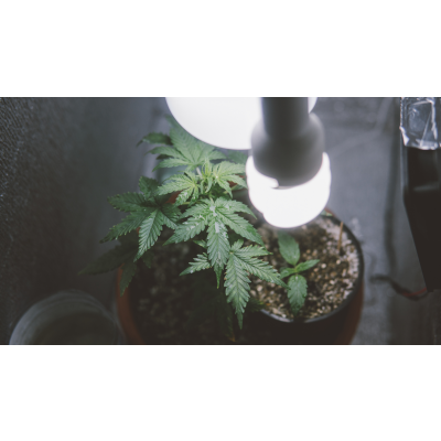 Cannabis Beleuchtung - In 7 Minuten zu allen Hacks! - Cannabis Beleuchtung - In 7 Minuten zu allen Hacks!