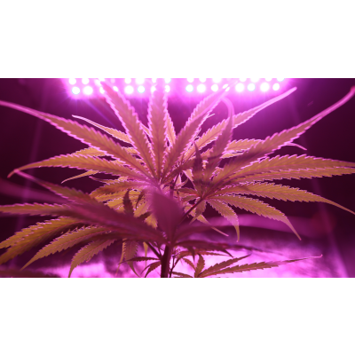 Indoor Anbau - Der ultimative Guide für Cannabis - Indoor Anbau - Der ultimative Guide für Cannabis