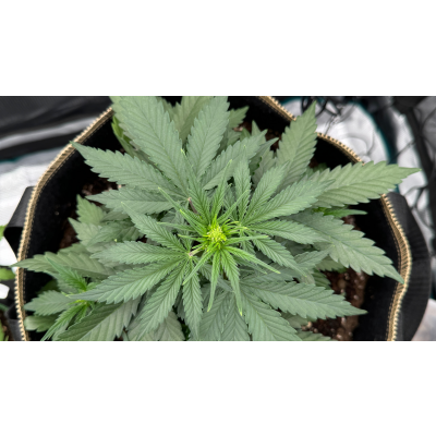 Marihuana Stecklinge - Der perfekte Klon - Marihuana Stecklinge - Der perfekte Klon