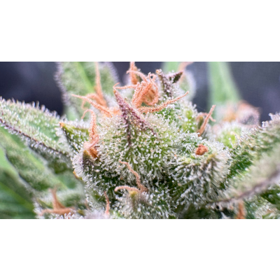 Mangelerscheinungen bei Cannabispflanzen - Symptome erkennen und behandeln - Mangelerscheinungen bei Cannabispflanzen - Das MUSST du wissen!