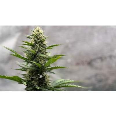 Cannabisgeruch neutralisieren - So geht\'s richtig! - Cannabisgeruch neutralisieren - So geht\'s richtig!