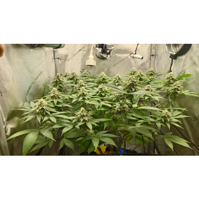 Cannabis Erntezeitpunkt: Wann ist der perfekte Moment? - Cannabis Erntezeitpunkt: Wann ist der perfekte Moment?Cannabis Erntezeitpunkt: Erfahre, wie du anhand von Trichomen und Blütenstempeln den perfekten Erntezeitpunkt für maximale Potenz erkennst.