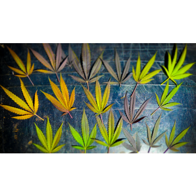 Warum vergilben Marihuana-Blätter und wie behebt man dies? - Marihuana-Blätter vergilben: Ursachen &amp; Lösungen