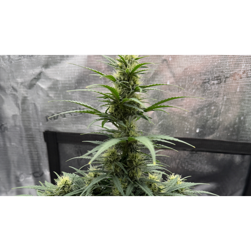 Mini Grow Box selber bauen - Anleitung & Tipps