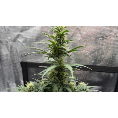 Mini Grow Box selber bauen - Anleitung &amp; Tipps - Mini Grow Box selber bauen - Anleitung &amp; Tipps
