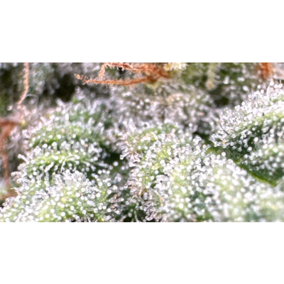 Trichome bei Cannabis erkennen &amp; nutzen – Ernte-Tipps - Trichome