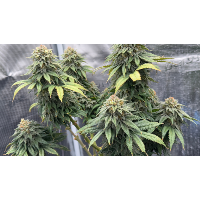 Reife Cannabisblüten erkennen - So erkennst du den perfekten Erntezeitpunkt - Reife Cannabisblüten erkennen: Perfekter Erntezeitpunkt