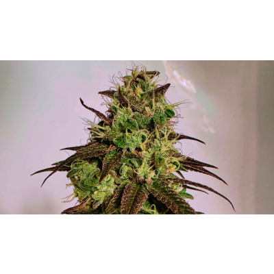 Cannabis Pflanzen Giessen - So bewässerst du deine Pflanzen richtig - Cannabis Pflanzen Giessen - So bewässerst du deine Pflanzen richtig