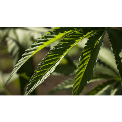 Bud Washing - Die ultimative Anleitung zur Cannabis-Blütenwäsche - Bud Washing – Anleitung zur Reinigung von Cannabis-Blüten