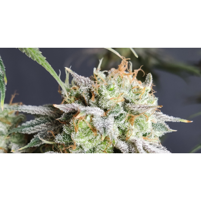 Feminisierte vs. Autoflowering Cannabis Samen - Der ehrliche Vergleich - Feminisierte vs. Autoflowering Cannabis Samen - Der ehrliche Vergleich