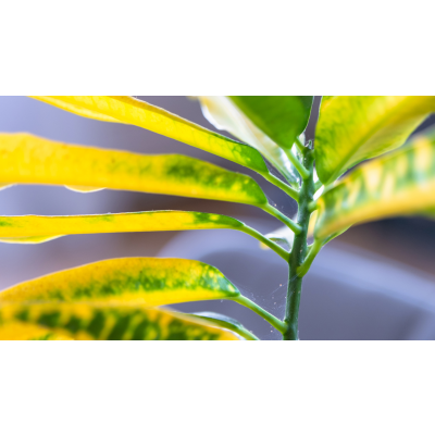 Spinnmilben bekämpfen: Effektive Methoden gegen die hartnäckigen Plagegeister - Spinnmilben bekämpfen - DIESE Tipps müssen Grower kenen!