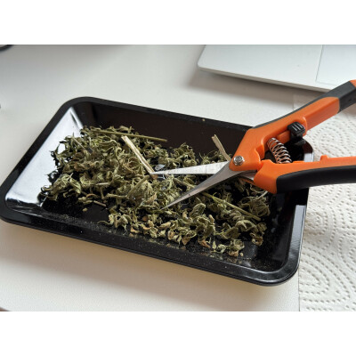 Cannabis Schnittreste verarbeiten: Aus Abfall wird Gold - Cannabis Schnittreste verarbeiten - So klappt es auch!