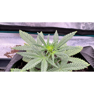 Grow Zubehör reinigen: Herbst-Check für deine Growbox &amp; mehr - Grow Zubehör reinigen - Das MUSST du wissen!