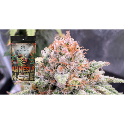 Amnesia Haze Strain - Die LEGENDÄRE Sorte - Amnesia Haze Strain - Die LEGENDÄRE Sorte