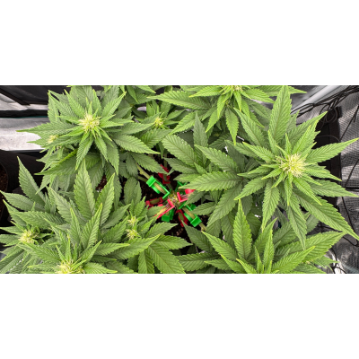 Afghan Kush Strain - Die Mutter aller Indica Sorten - Afghan Kush Strain - Die Mutter aller Indica Sorten