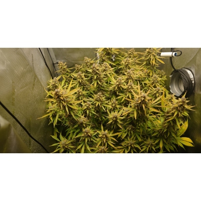 5 Fehler beim Cannabis anbauen - 5 Fehler beim Cannabis anbauen: So vermeidest du häufige Pannen
