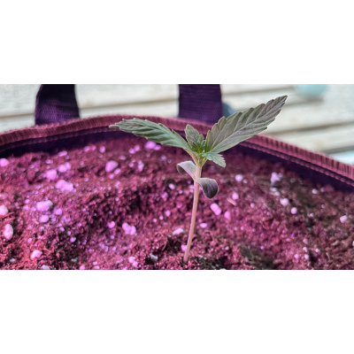 Cannabis-Erde – der komplette Guide für deinen Homegrow - Cannabis Erde - Das MUSST du wissen!