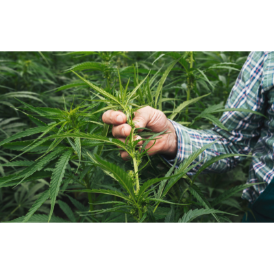 Cannabis Anbau in Deutschland: Was du wirklich wissen musst, bevor du loslegst - Cannabis Anbau in Deutschland – Was erlaubt ist?