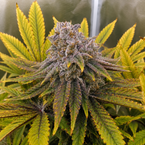 Nordkraut Afghan Kush