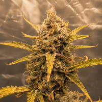Nordkraut Amnesia Haze