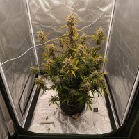 Nordkraut Amnesia Haze