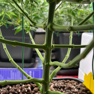 Nordkraut Blue Dream Fast