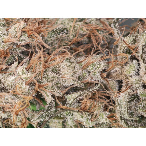 Nordkraut Blue Dream Fast