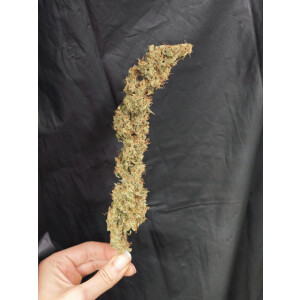 Nordkraut Blue Dream Fast