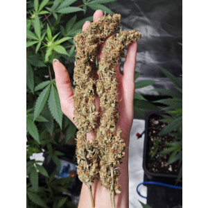 Nordkraut Blue Dream Fast