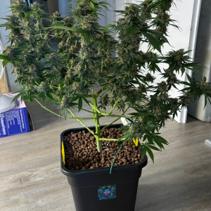 Nordkraut Blue Dream Fast