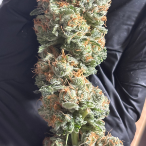 Nordkraut Blue Dream Fast