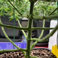 Nordkraut Blue Dream Fast