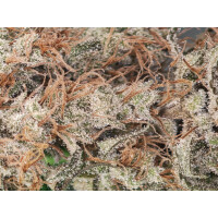 Nordkraut Blue Dream Fast