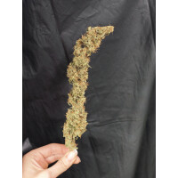 Nordkraut Blue Dream Fast