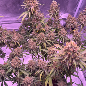 Nordkraut Blueberry