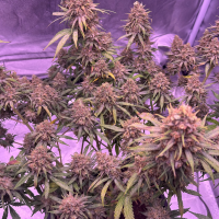 Nordkraut Blueberry