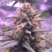Nordkraut Blueberry