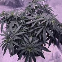 Nordkraut Blueberry