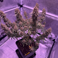Nordkraut Blueberry