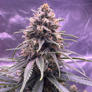 Nordkraut Blueberry Auto