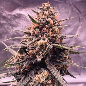 Nordkraut Blueberry Auto