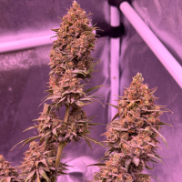 Nordkraut Blueberry Auto