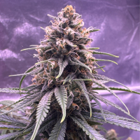 Nordkraut Blueberry Auto