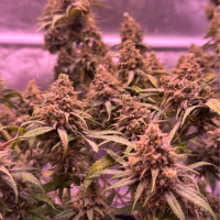 Nordkraut Blueberry Auto