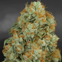 Nordkraut Critical