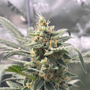Nordkraut Critical X Cinderella