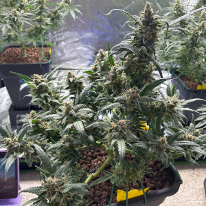 Nordkraut Critical X Cinderella