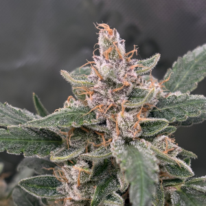 Nordkraut Critical X Cinderella