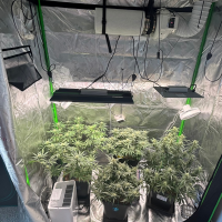 Nordkraut Critical X Cinderella